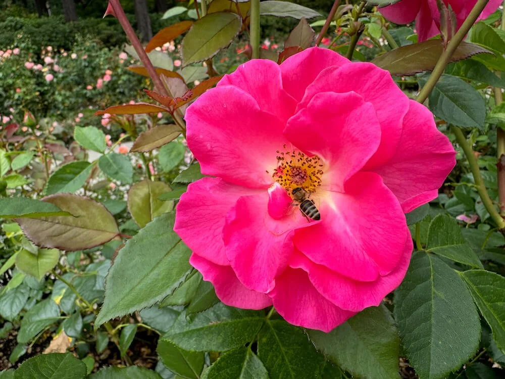 ピヨRose様確認用♡ Rosa 'Betty Prior' (Betty Prior Floribunda Rose) — Northwest Blooms